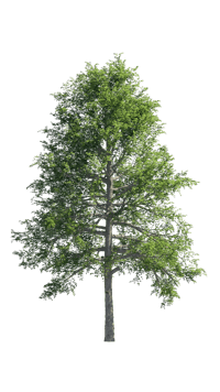 a green tree on a black background